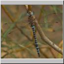 Aeshna mixta - Herbst-Mosaikjungfer m11.jpg